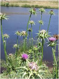 Attēlu rezultāti vaicājumam “Silybum marianum fruit”