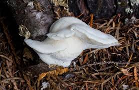 Attēlu rezultāti vaicājumam “Tyromyces chioneus”