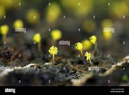 Attēlu rezultāti vaicājumam “Craterium minutum spores”