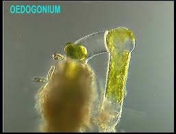 Attēlu rezultāti vaicājumam “Chara intermedia male”