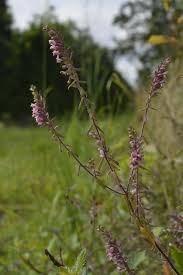 Attēlu rezultāti vaicājumam “Odontites vulgaris”