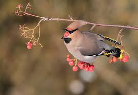 Attēlu rezultāti vaicājumam “Bombycilla garrulus”