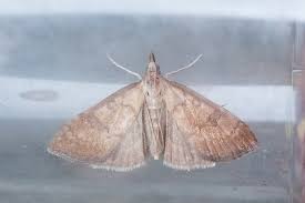 Attēlu rezultāti vaicājumam “Udea fulvalis”