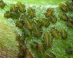 Attēlu rezultāti vaicājumam “Drepanosiphum platanoidis”