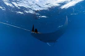 Image result for Mobula alfredi