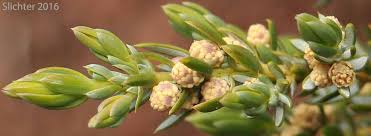 Attēlu rezultāti vaicājumam “Juniperus communis male flower”