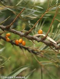 Attēlu rezultāti vaicājumam “Hippophae rhamnoides”