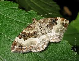 Attēlu rezultāti vaicājumam “Epirhoe tristata”