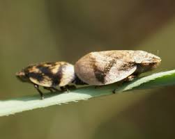 Attēlu rezultāti vaicājumam “Lepyronia coleoptrata”