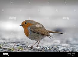 Attēlu rezultāti vaicājumam “Erithacus rubecula”