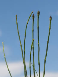 Attēlu rezultāti vaicājumam “Equisetum variegatum”