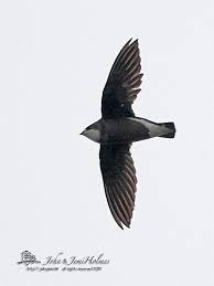 Image result for Hirundapus caudacutus