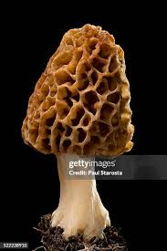 Attēlu rezultāti vaicājumam “Morchella sp.”