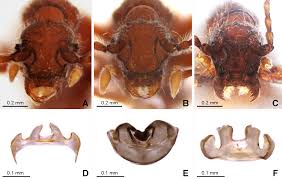 Attēlu rezultāti vaicājumam “Sepedophilus sp.”