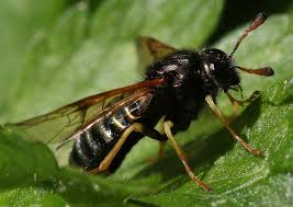 Attēlu rezultāti vaicājumam “Cimbicidae”