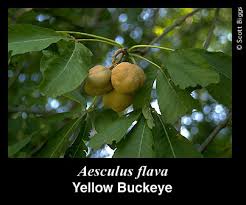 Attēlu rezultāti vaicājumam “Aesculus flava fruit”