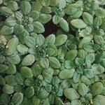 Attēlu rezultāti vaicājumam “Callitriche cophocarpa”