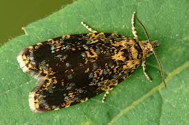 Attēlu rezultāti vaicājumam “Celypha siderana”