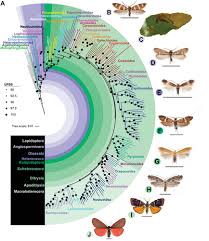 Attēlu rezultāti vaicājumam “Lepidoptera”