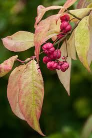 Attēlu rezultāti vaicājumam “Euonymus europaeus”
