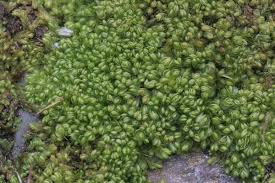 Attēlu rezultāti vaicājumam “Nardia scalaris”