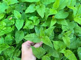 Attēlu rezultāti vaicājumam “Campanula rapunculoides flower”