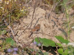 Attēlu rezultāti vaicājumam “Emberiza schoeniclus nest”