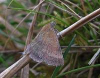 Attēlu rezultāti vaicājumam “Phytometra viridaria”