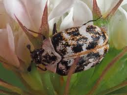 Attēlu rezultāti vaicājumam “Anthrenus scrophulariae”