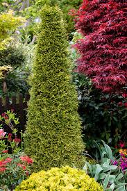 Attēlu rezultāti vaicājumam “Thuja plicata flower”