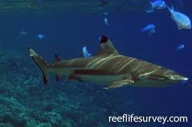 Image result for Carcharhinus limbatus
