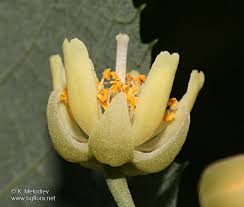Attēlu rezultāti vaicājumam “Tilia tomentosa flower”