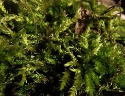 Attēlu rezultāti vaicājumam “Bryum pallescens”