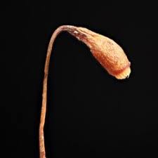 Attēlu rezultāti vaicājumam “Bryum neodamense macro”