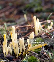 Attēlu rezultāti vaicājumam “Clavaria argillacea”