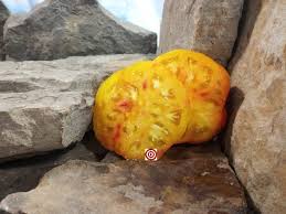 Afbeeldingsresultaat voor northern lights tomato