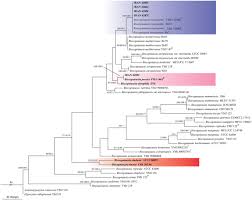 Attēlu rezultāti vaicājumam “Biscogniauxia granmoi”