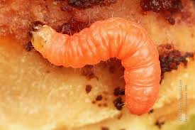 Attēlu rezultāti vaicājumam “Grapholita funebrana larva”