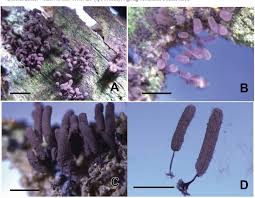 Attēlu rezultāti vaicājumam “Stemonitidaceae”