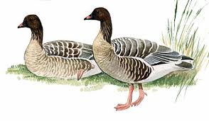 Attēlu rezultāti vaicājumam “Anser brachyrhynchus adult”