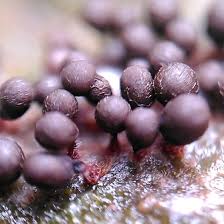 Attēlu rezultāti vaicājumam “Polycephalomyces tomentosus”