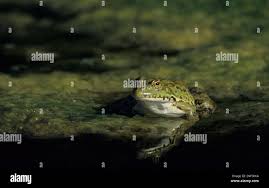 Attēlu rezultāti vaicājumam “Pelophylax adult”