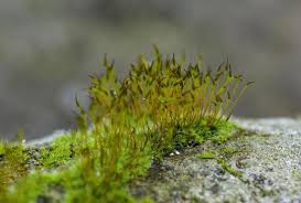 Attēlu rezultāti vaicājumam “Ceratodon purpureus sporophyte”