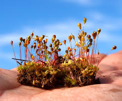 Attēlu rezultāti vaicājumam “Tortula truncata”