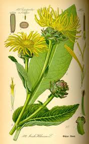 Image result for Inula helenium