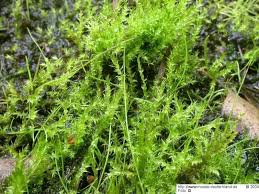 Attēlu rezultāti vaicājumam “Drepanocladus aduncus”