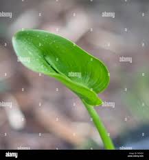 Attēlu rezultāti vaicājumam “Calla palustris leaf”