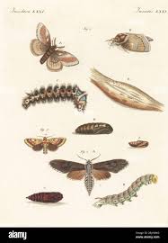 Attēlu rezultāti vaicājumam “Sphinx pinastri larva”