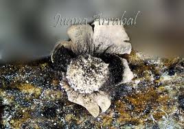 Attēlu rezultāti vaicājumam “Diderma radiatum”