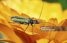 Attēlu rezultāti vaicājumam “Oedemeridae”